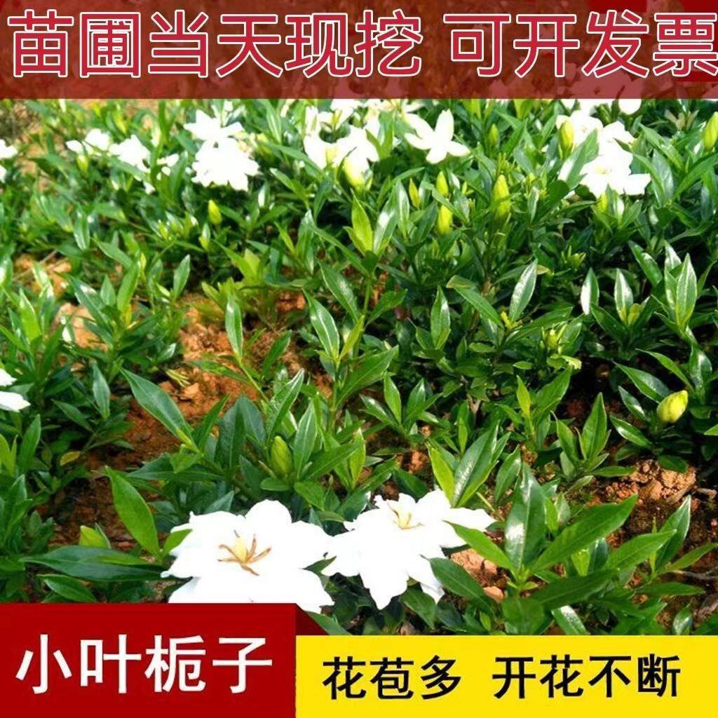 栀子花树苗阳台盆栽四季绿植大叶枝子室外净化空气庭院绿化小苗