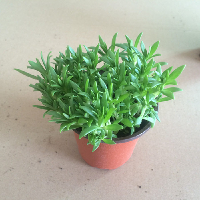 垂盆草花苗植物观叶食用吊兰盆栽桌面绿植