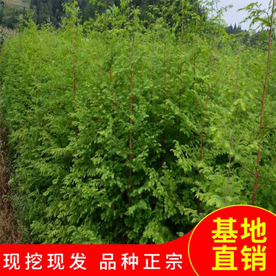 绿化树苗水杉树苗水杉苗杉树苗适合河边农田庭院行道树南北方种植