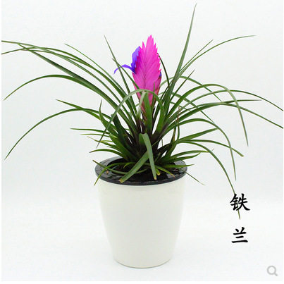 铁兰盆栽水培植物室内四季水培绿植阳台开花植物花卉盆栽凤梨盆栽
