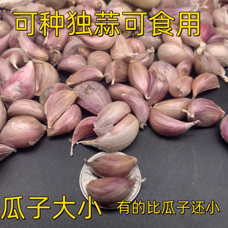 正宗紫皮独蒜农家种植四川彭州蒜独头蒜独子蒜一代蒜小蒜瓜子大小