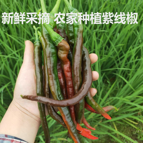 农家红辣椒新鲜二荆条乌红辣椒红线椒泡酸辣椒椒辣剁椒泡椒紫辣椒