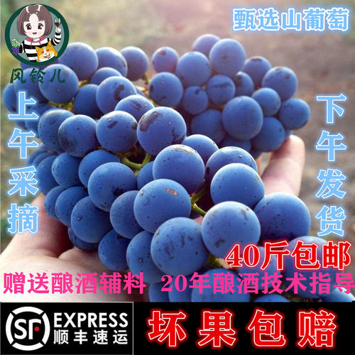 产区直发酿酒葡萄新鲜赤霞珠