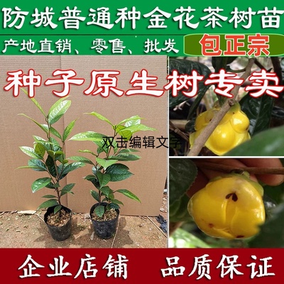 金花茶苗 防城金花茶树 金花茶盆栽树 金花茶树苗 开花树原生树