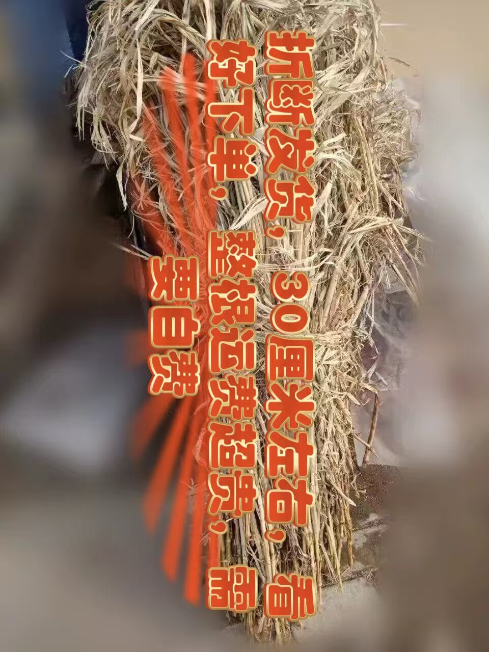 谷子秸杆 谷草小米的杆子垫窝草焚烧 卦用手工一斤包邮折断发货