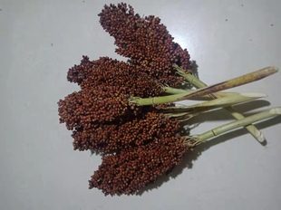 新红高粱穗 自家种植 仓鼠鹦鹉 鸽子食物 一斤一份包邮