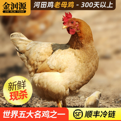 金润源 河田老母鸡散养土鸡走地鸡农家活鸡现杀净膛顺丰冷链运输