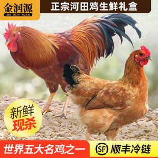 金润源正宗长汀河田鸡礼盒新鲜现杀走地鸡农家散养土鸡老母鸡公鸡