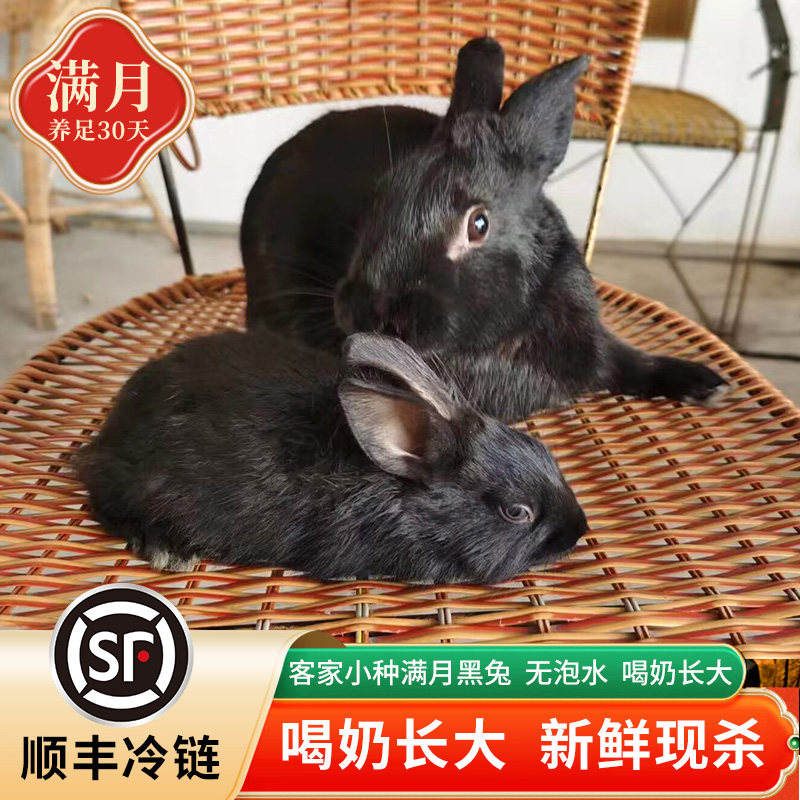 金润源金润源满月兔肉客家小种黑兔子肉散养兔子现杀净膛