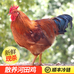 金润源河田大公鸡农家山林散养土鸡老阉鸡活鸡现杀顺丰冷链运输