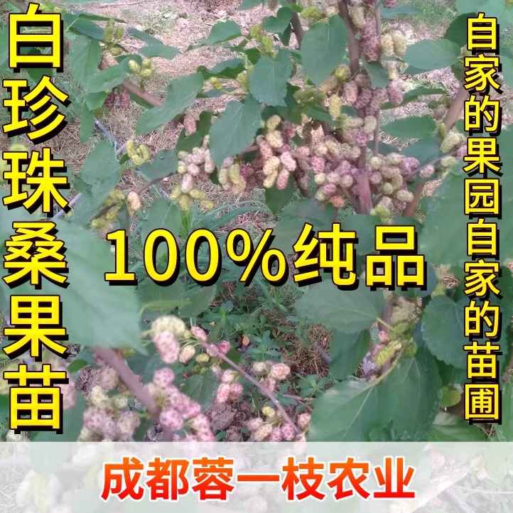 正品果桑纯甜，不污染嘴唇、衣物