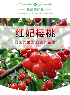 正宗四川樱桃红妃樱桃当年结果嫁接苗樱桃树苗提供种植技术指导