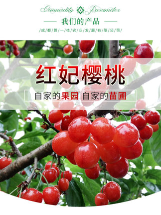 正宗四川樱桃红妃樱桃当年结果嫁接苗樱桃树苗提供种植技术指导