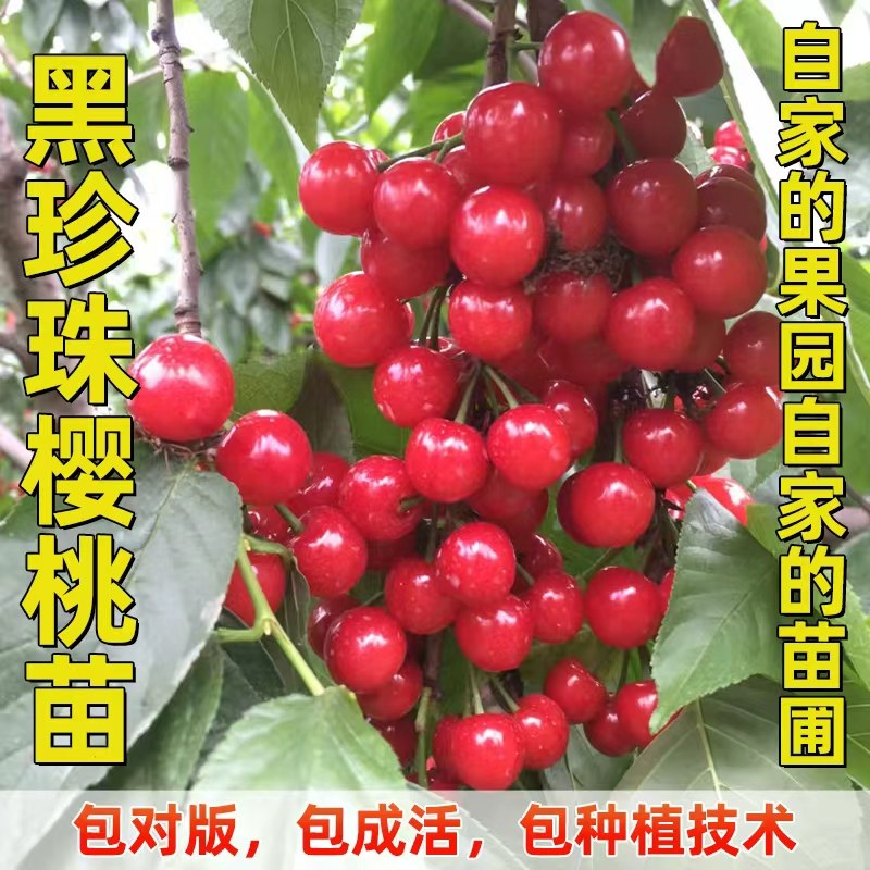 正宗南方小樱桃苗黑珍珠樱桃苗,鲜花速递/花卉仿真/绿植园艺,果树,淘宝优惠券,粉丝福利购,淘宝优惠卷