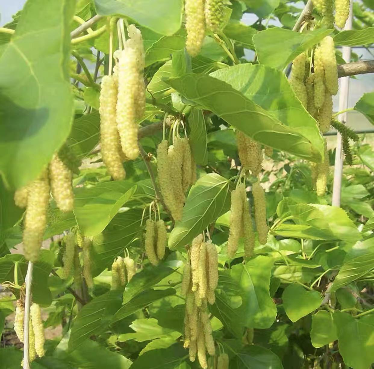 果桑新品种纯甜金香桑葚苗，白色长桑苗