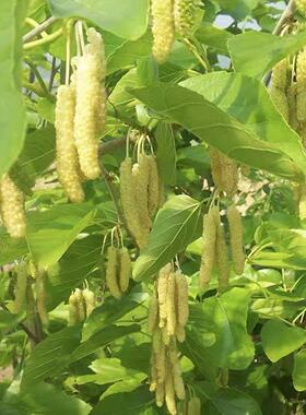 果桑新品种纯甜金香桑葚苗，白色长桑苗