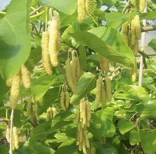 果桑新品种纯甜金香桑葚苗,白色长桑苗