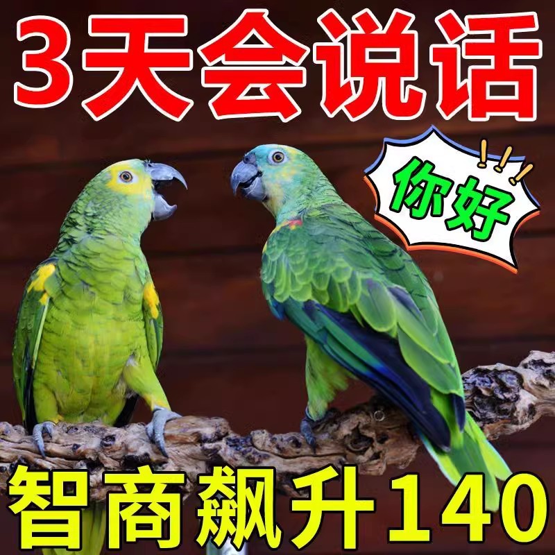 【鹦鹉食料】八哥饲料鸟食八哥鹩哥提前开嗓易学话高蛋白营养鸟粮