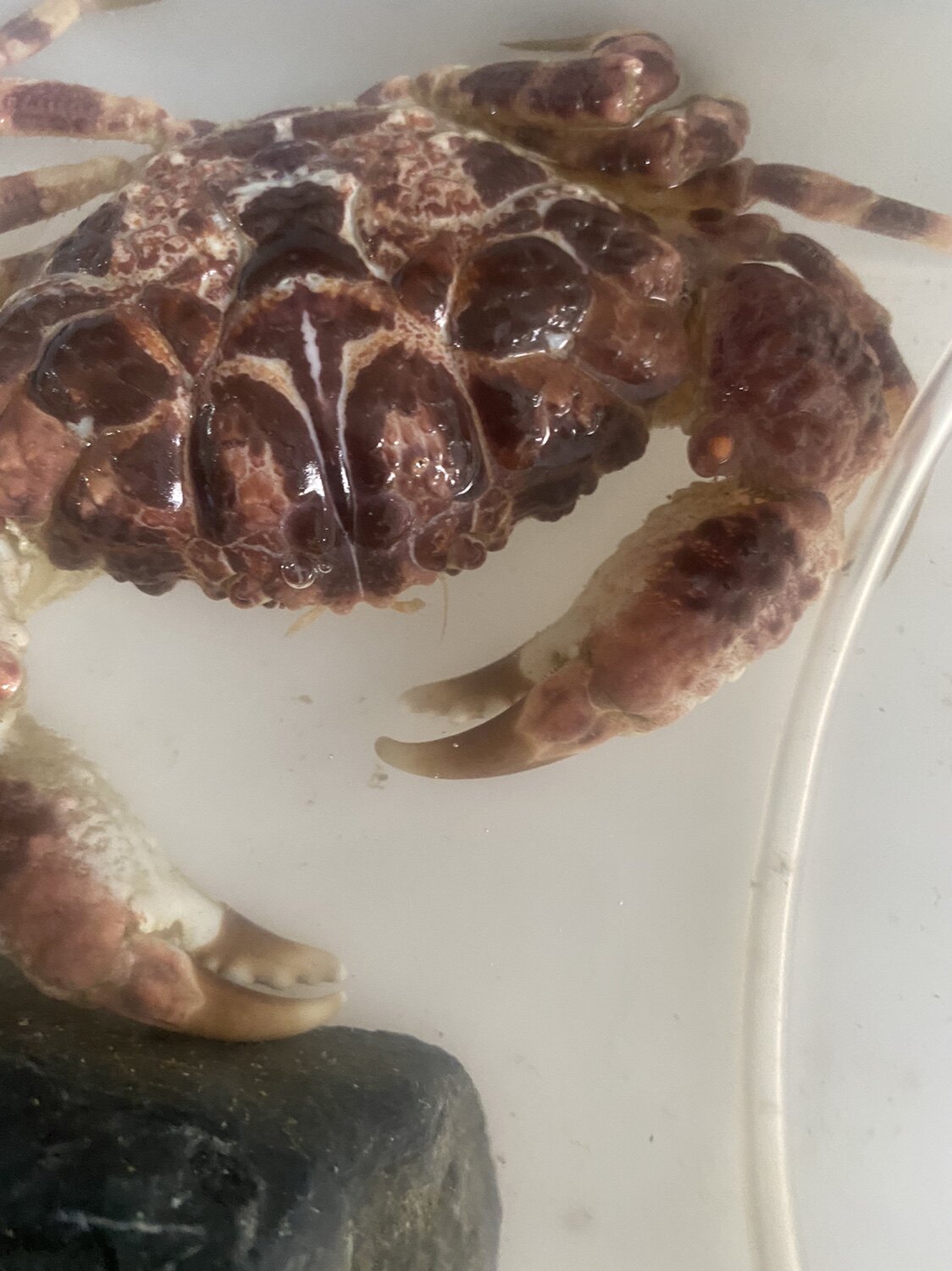 雷诺鳞斑蟹 超帅螃蟹海水蟹观赏蟹翻沙蟹