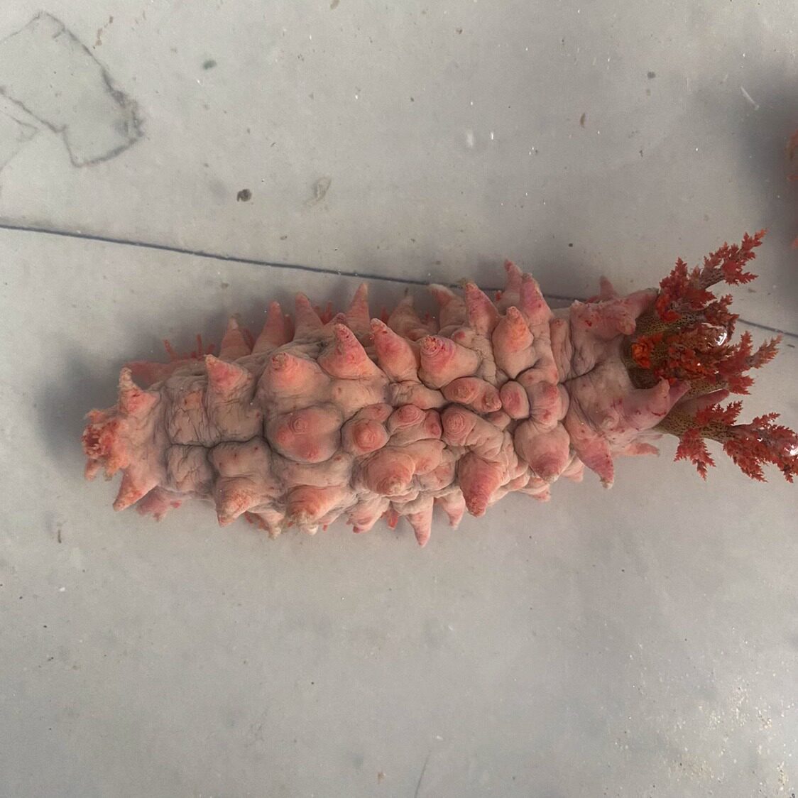 活体红海参吃浮游生物海水观赏海参海洋宠物海茄子