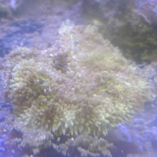 地毯海葵 地毯菇 荧光绿地毯海葵 小丑珊瑚混养海水生物好养耐活