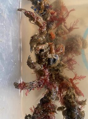 伪装蟹 顿额曲毛蟹穿搭大师蜘蛛蟹观赏蟹海水好养易活趣味宠物