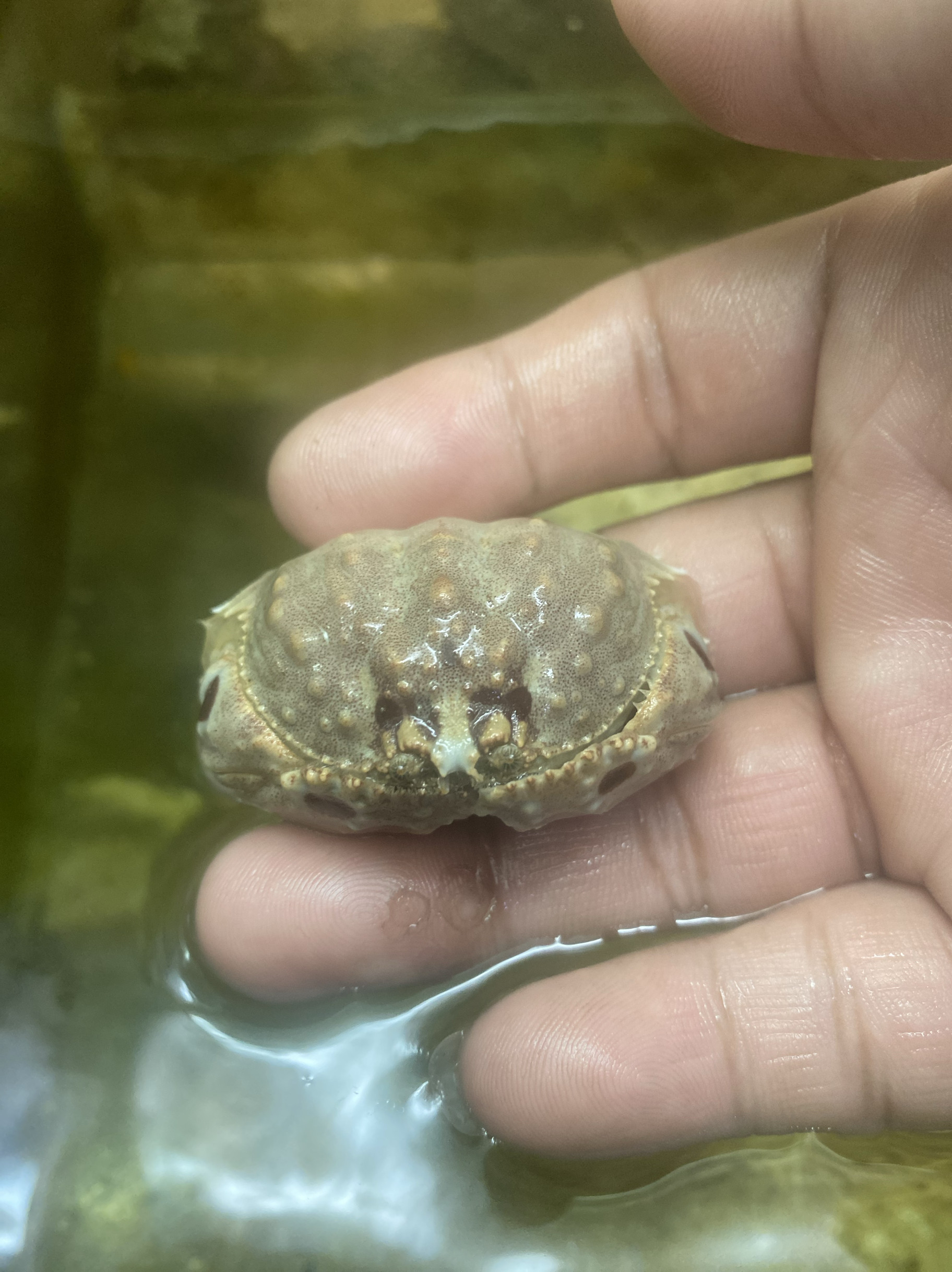 海缸活体逍遥馒头蟹翻沙蟹观赏蟹海水蟹抱老婆蟹好养耐活抽水机