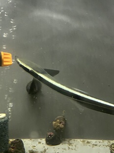 吸盘鲨鱼 鲨鱼活体 小型海水鱼 食肉鱼顺丰包邮