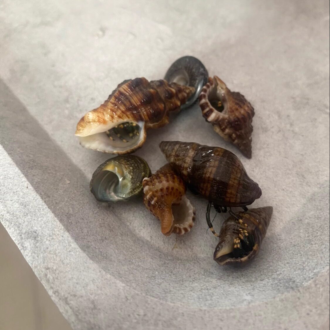 蓝脚绿脚寄居蟹 蓝绿细鳌小型海蟹
