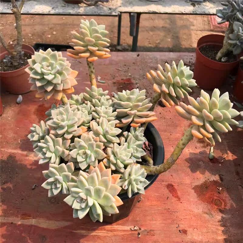 一物一拍美观花卉绿植淡雪非紫雾幽灵公主老桩缀化多肉植物包邮 漳州水木清华园艺 淘优券