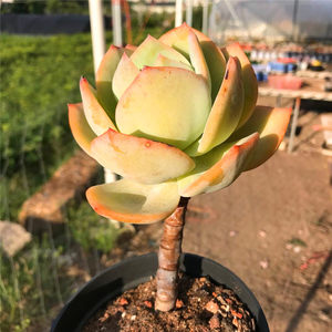 多肉植物雪莲杂交价格 多肉植物雪莲杂交图片 星期三