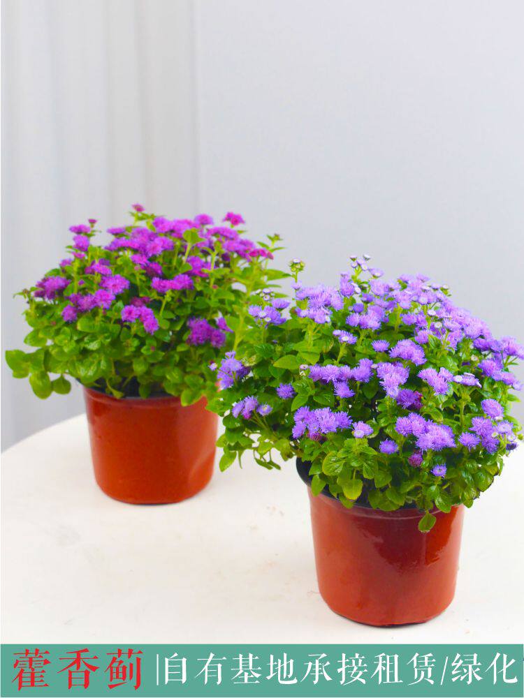 藿香蓟盆栽大苗 预防红蜘蛛阳台庭院花境镶边多年生好养植物包邮