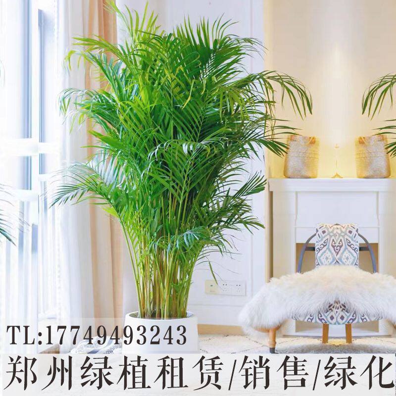 郑州绿植花卉租赁租摆散尾葵凤尾竹袖珍椰子办公室大型盆景吸甲醛