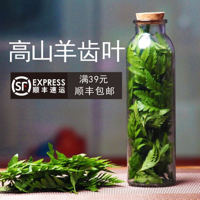 高山羊齿叶花材新鲜摆盘装饰芒叶
