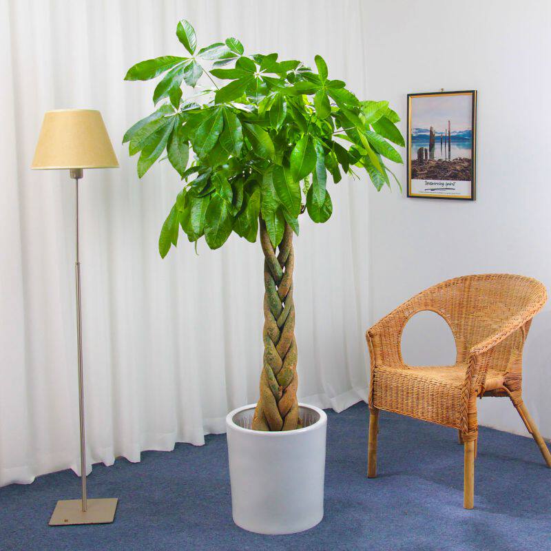 发财树盆栽室内摆客厅大型步步高招财树绿植物办公室乔迁开业花卉