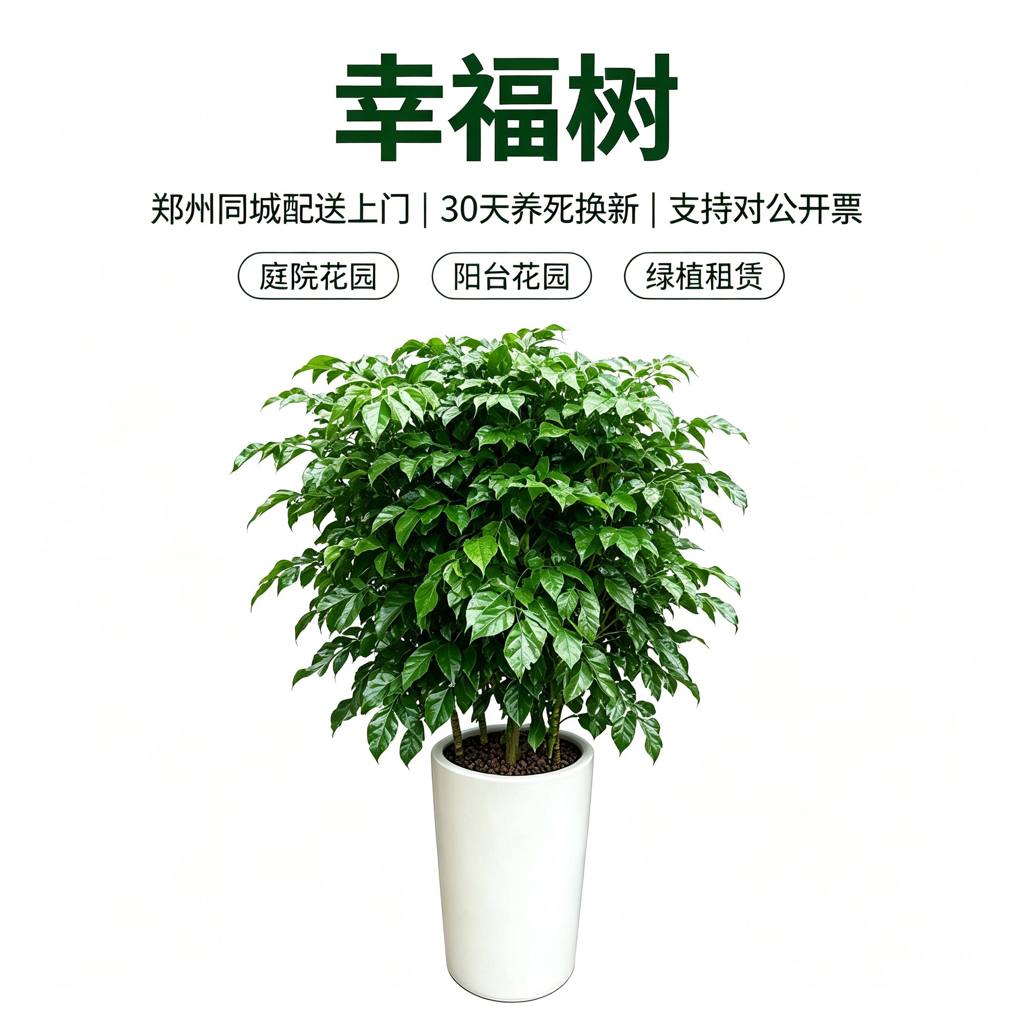郑州同城幸福树盆栽上门配送租赁