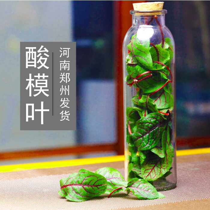 草木堂红脉酸模餐厅新鲜装饰花草