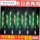 新款 夜光虾串仿生串钩r钓组仕挂虾皮海钓路亚船钓虾饵红尾翘嘴五