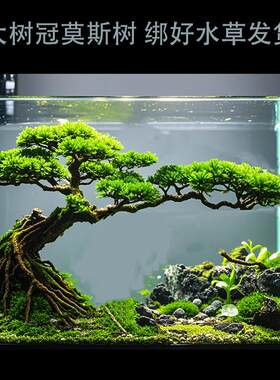 莫斯树鱼缸造景树成品树