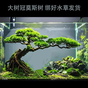 成品莫斯树 草缸造景 迎客松水草树 鱼缸造景树 发货绑好莫斯水草