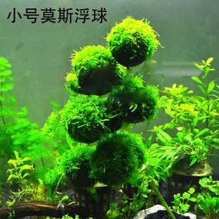 莫斯半球水草 沉木莫斯 鱼缸莫斯水草 大三角莫斯网片定值