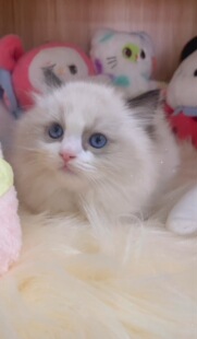 纯种布偶猫幼崽猫咪活体海双蓝双布偶新脸版布偶猫舍海山双蓝山双