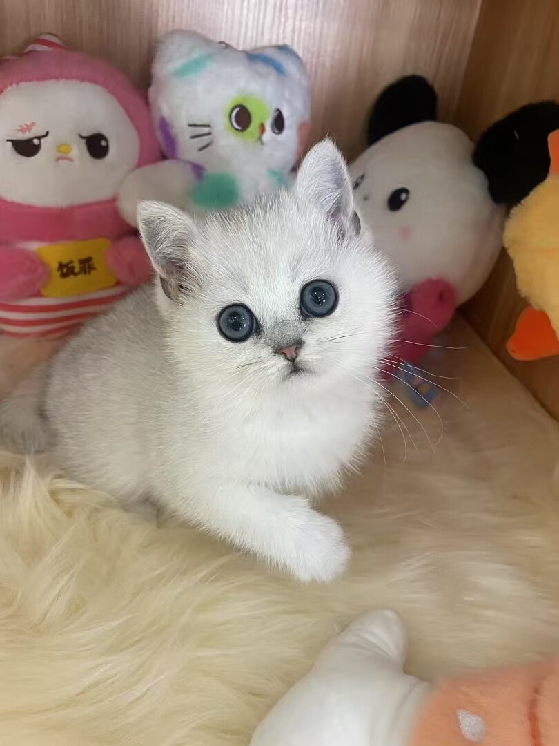 纯种英短银渐层长毛短毛金渐层布偶猫幼崽宠物猫金吉拉猫咪活体