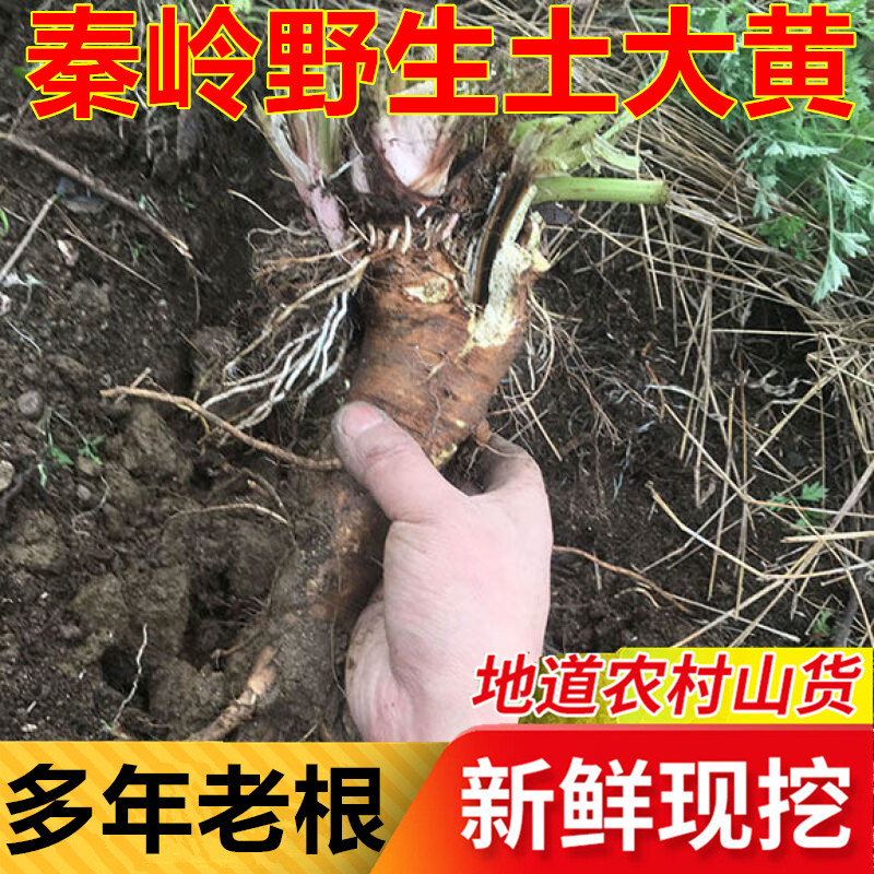秦岭野生土大黄新鲜现挖羊铁叶子根牛耳舌兰黄筋血三七牛西羊蹄根