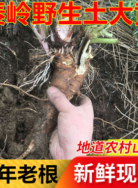 中药材新鲜现挖纯根土大黄