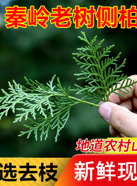 秦岭新鲜侧柏叶生野现采扁柏发乌洗头中草材纯叶枝酒泡水烟熏腊肉