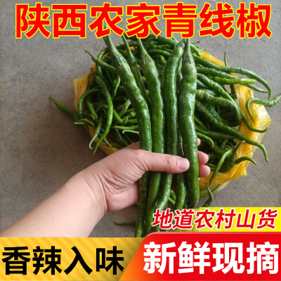 陕西露天青辣椒二荆条香辣新鲜蔬菜现摘腌制剁椒农家薄皮杭椒土椒
