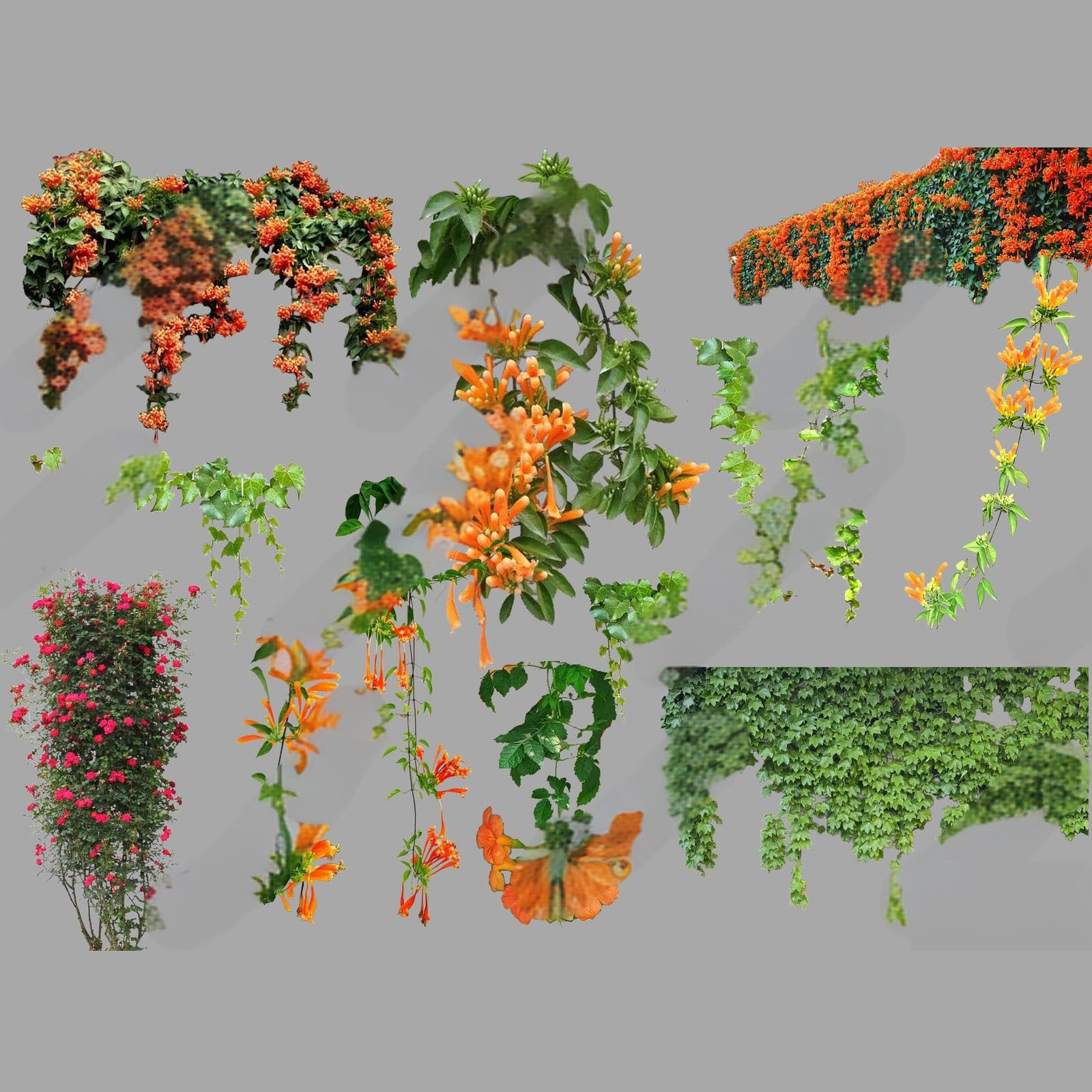 psd免抠攀缘植物爬藤蔷薇素材贴图挡墙遮挡山体修复栏杆装饰爬墙