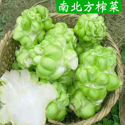 蔬菜种子南北方四川青菜头