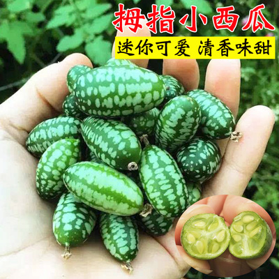 拇指西瓜种子迷你水果小西瓜籽佩普基诺黄瓜阳台盆栽蔬菜种孑四季